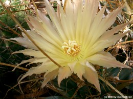 Leuchtenbergia princips